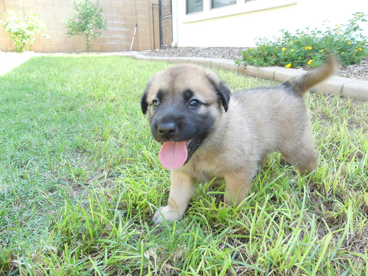 chinook dog